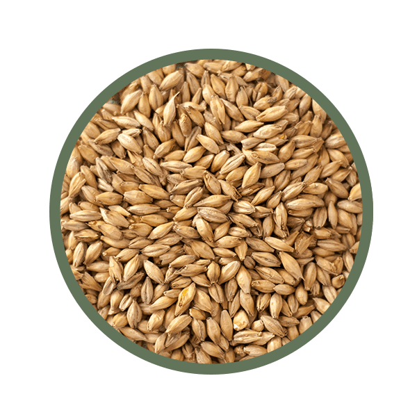 Braumalz als Grundlage für das Bierbrauen