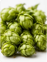 Hopfen zum Bierbrauen